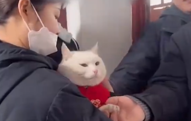 女子带娃回老家 小猫送钥匙这句话女子带娃回老家，小猫送钥匙描述了一个情景，其中涉及了人物、动物和物品。具体解释如下